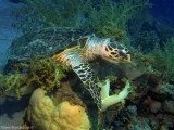 Hawksbill sea turtle, Eretmochelys imbricata