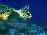 Hawksbill sea turtle, Eretmochelys imbricata