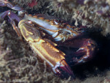 swimmer Crab