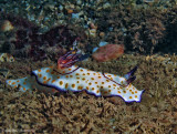 Goniobranchus annulatus - Mediterranean Sea