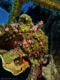 Frogfish