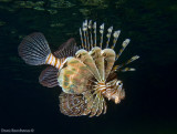 Lionfish (Pterois miles)