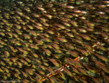 Pygmy sweepers (Parapriacanthus ransonneti)