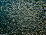 Pygmy Sweepers