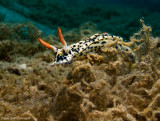 Hypselodoris infucata, Red Sea