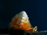 Christmas-Tree Worm (Spirobranchus corniculatus)