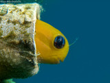 A Persian Blenny  at Tamar artificial reef