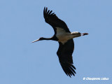 Black Stork / Sort stork - Monfraque