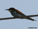 Bee-eater / Bider
