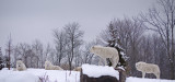 Arctic Wolves, Toronto Zoo Winter 2011