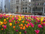 Spring time in Chicago