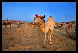 Camel Wide