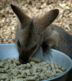Small captive macropod
