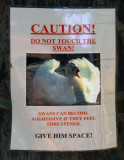 Swan song