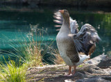 Demonstrative goose