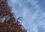Two-thirds sky, one third tree in colour