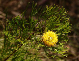 Isopogon anemonifolius