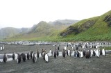 King penguins and elephant seals