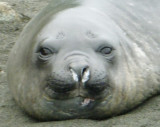 Happy face