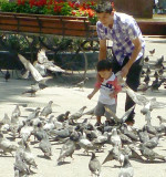 Santiago Pigeon Contest  1