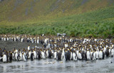 A place for king penguins