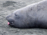 Elephant seal in profile