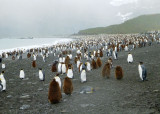 Very many King Penguins
