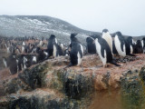 0783: Adelie penguins