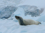 Seal on an ice floe