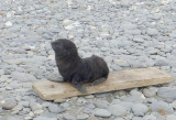 0403: Young fur seal finds a bench seat