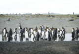 King penguins apparently prefer having their feet wet.