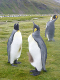 King Penguins posing