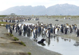 Outnumbered fur seal