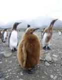 0466; Three stages of plumage development