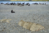 A large bit of a whale's backbone on the beach