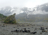 Fur seals at Right Whale Bay