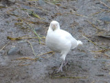 Snowy sheathbill