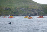 Seal following the kayakers
