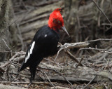 Woodpecker  2