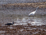 Water birds on a mud flat