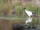 Ibis at Lake Fitzpatrick