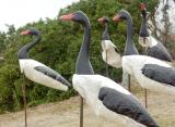 #25: The Flock