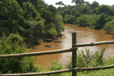 Mara hippo pod by our tent.jpg