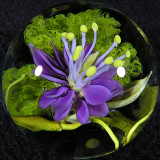 Pineland Pickerel Weed on Moss Size: 1.41 Price: SOLD
