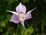 Local Wildflowers