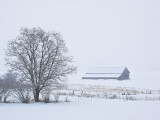 Barn, tree, Colville R. Flood Plain