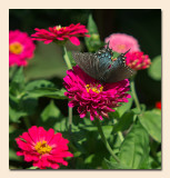 Spicebush Swallowtail.jpg
