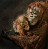 Bass and Kasih
