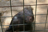 4538 african porcupine.JPG