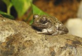 5410_tree_frog.JPG